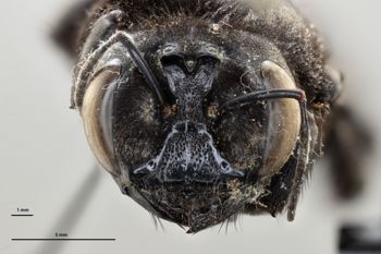 Media type: image;   Entomology 815963 Aspect: head frontal view